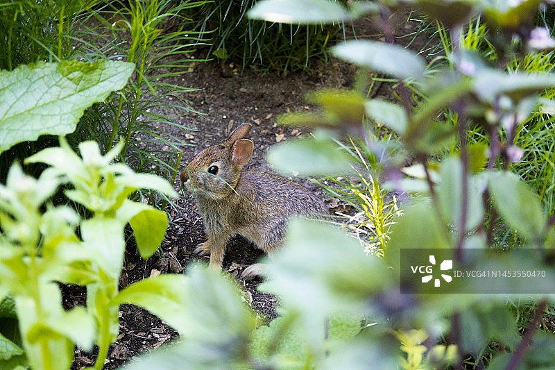 夏日花园里一只保持警惕的棉尾兔图片素材