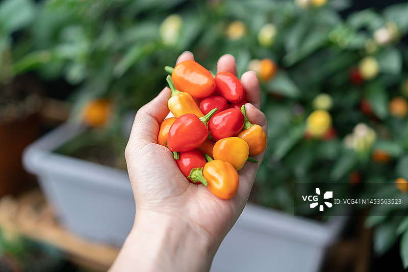 手里的辣椒图片素材