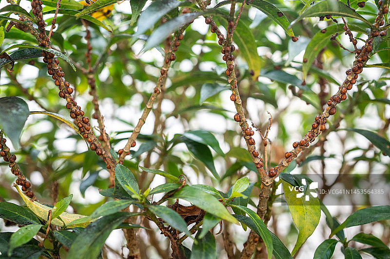 观赏植物枝上的褐软蚧图片素材