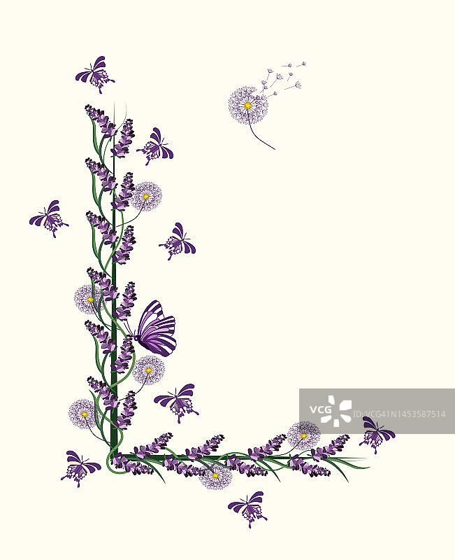 紫色薰衣草蝴蝶和蒲公英框架插画图片素材