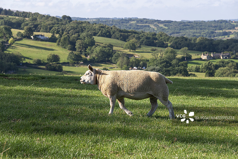 夏季英国乡村的泰克塞尔绵羊图片素材