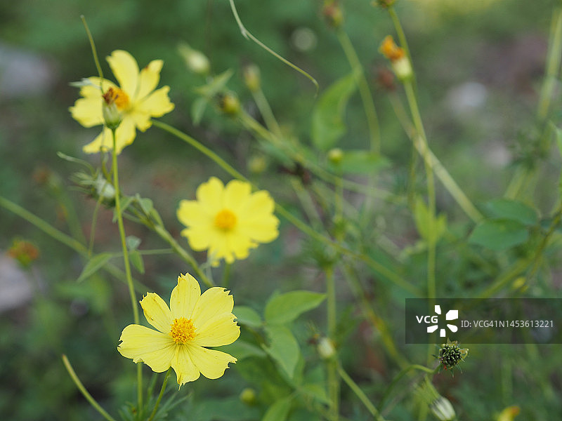 黄色的花朵，硫磺宇宙，墨西哥紫菀花盛开美丽的春天在花园，模糊的自然背景图片素材