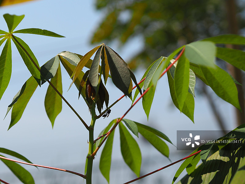 绿色木薯叶图片素材