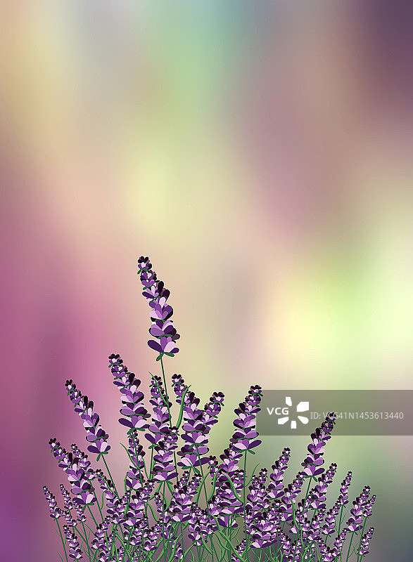 夕阳下的薰衣草田插画图片素材