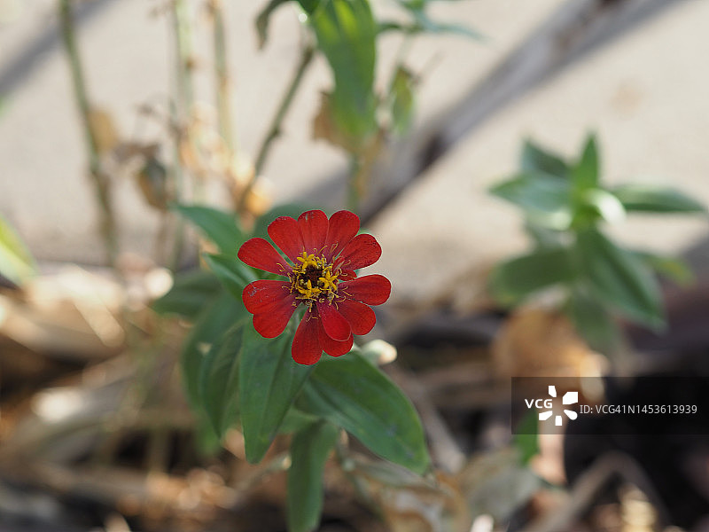 花园中盛开的红色百日草图片素材
