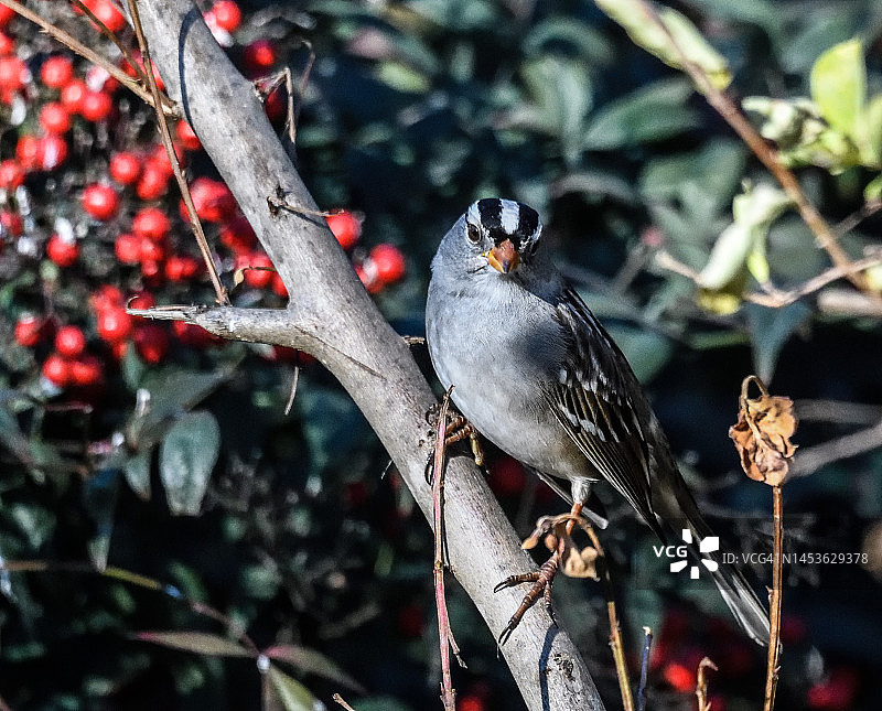 栖息的白冠带鹀雄鸟图片素材