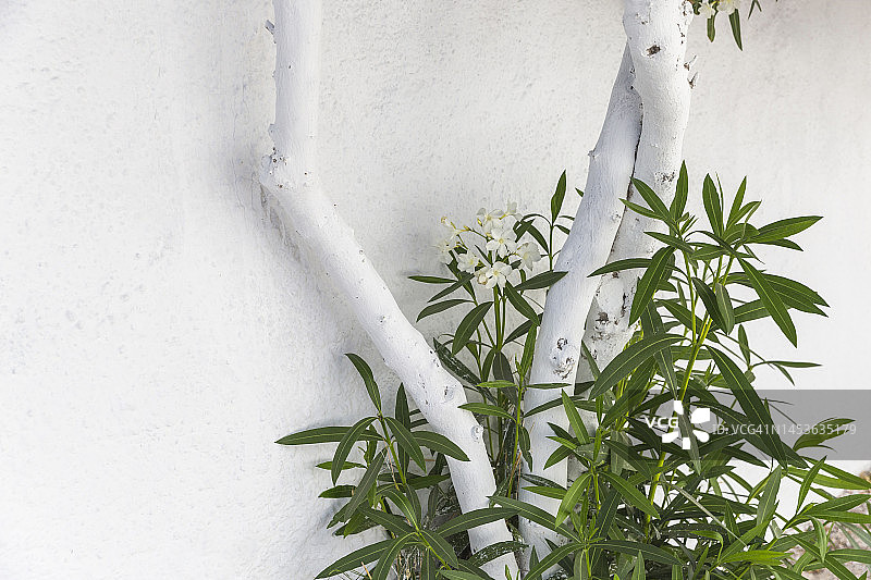 白色（希腊圣托里尼）树干和白色夹竹桃图片素材