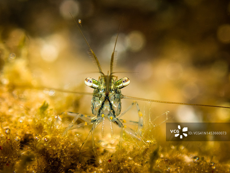 沼虾水下摄影图片素材