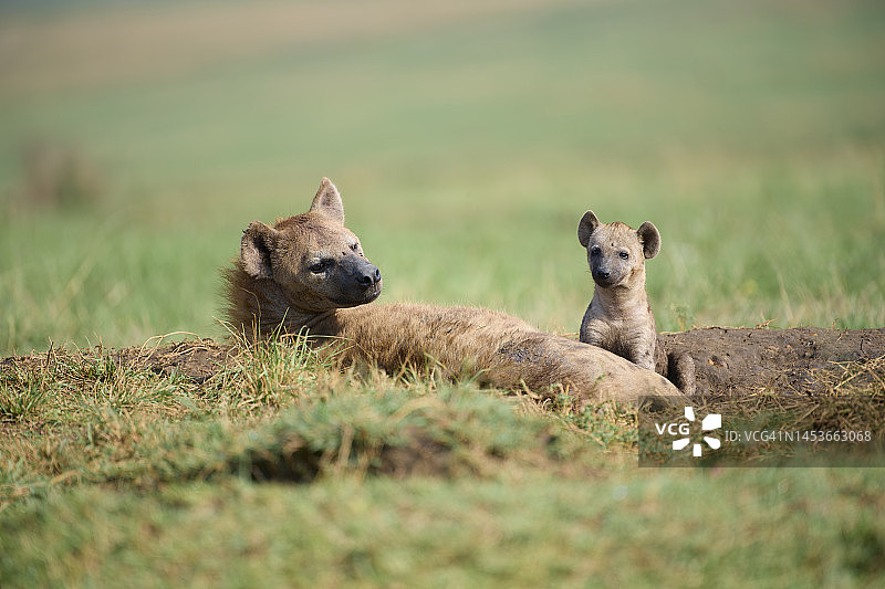 斑鬣狗与幼崽，肯尼亚马赛马拉国家保护区图片素材