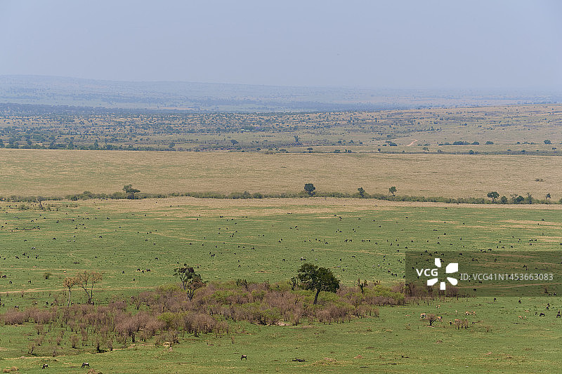 角马群，肯尼亚马赛马拉国家保护区图片素材
