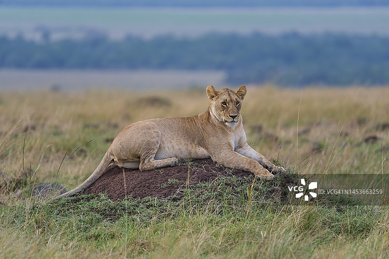 非洲狮（Panthera Leo），雌性躺在白蚁丘上，肯尼亚马赛马拉国家保护区图片素材