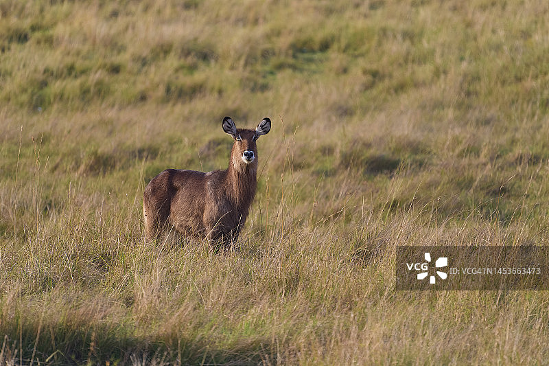 非洲肯尼亚马赛马拉国家保护区内的德法萨水羚图片素材