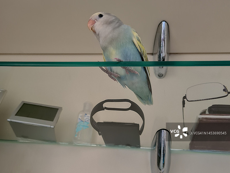 宠物鸟图片素材