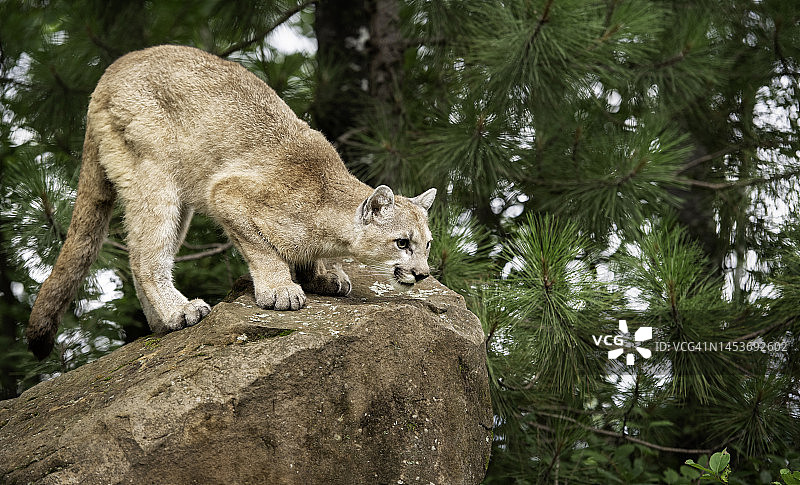 明尼苏达州的山狮图片素材