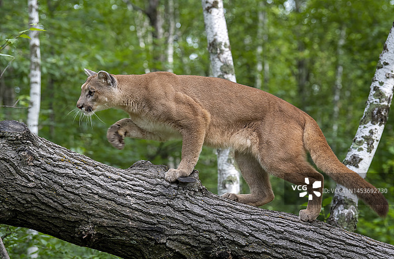 明尼苏达州的山狮图片素材
