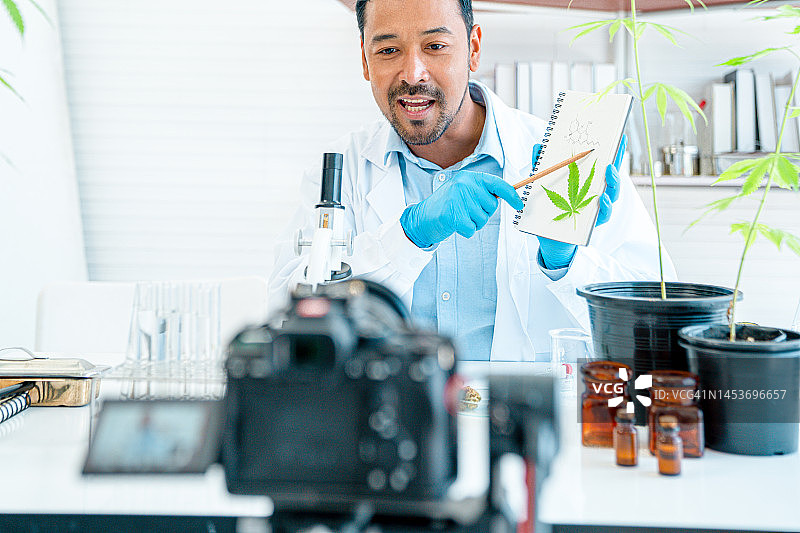研究人员在实验室通过视频会议讨论大麻植物图片素材
