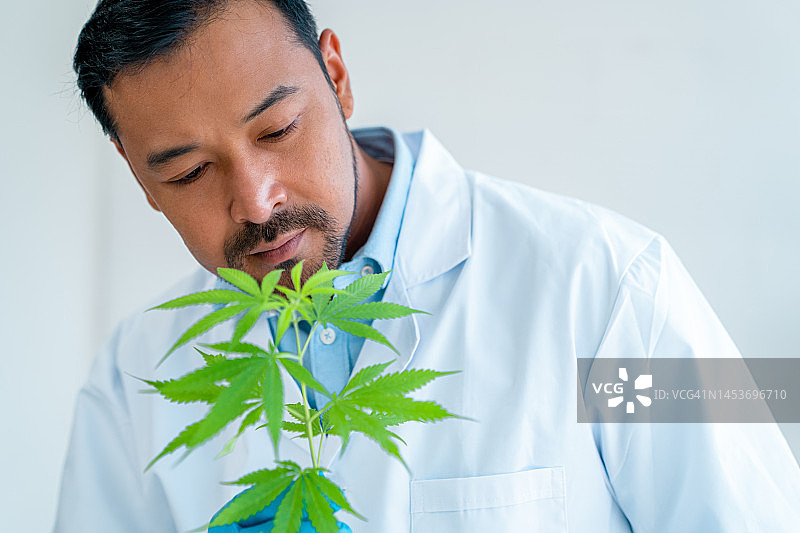 有机研究。专业研究人员在实验室准备研究时观察大麻实验室图片素材
