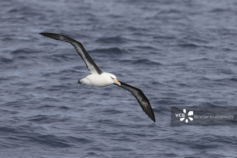 坎贝尔黑眉信天翁图片素材