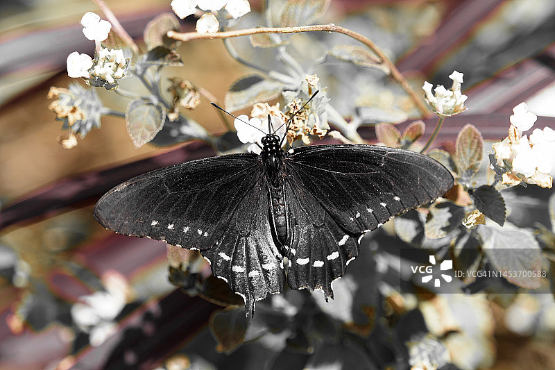 我的白日梦图片素材