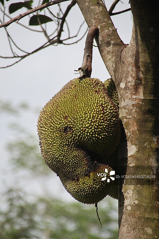 树上的菠萝蜜果实图片素材