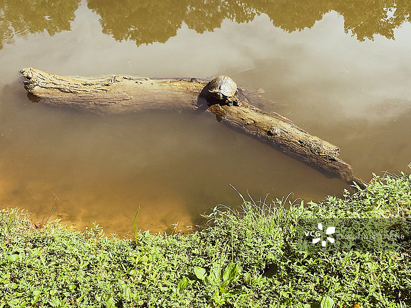 栖息在倒木上的乌龟池塘或湖泊图片素材