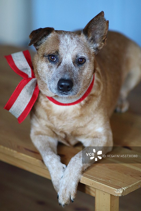 戴红色蝴蝶结的狗图片素材