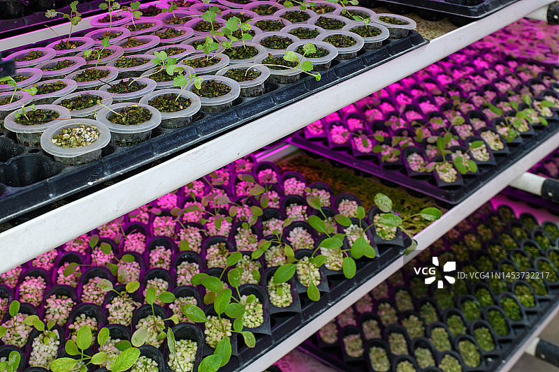 紫外线下装有幼苗和草药的托盘图片素材