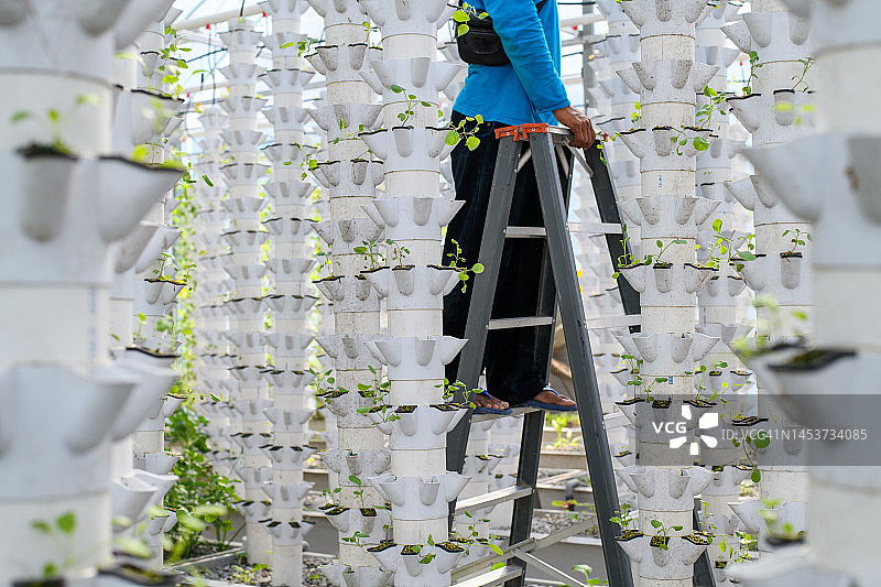 男人在温室水培垂直农场生态系统中工作图片素材