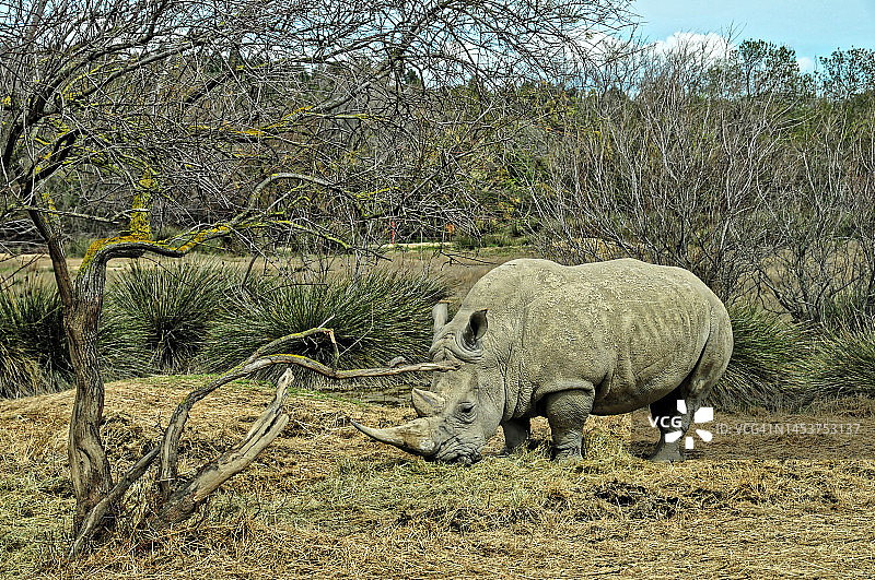 Close-up on a rhinoceros图片素材