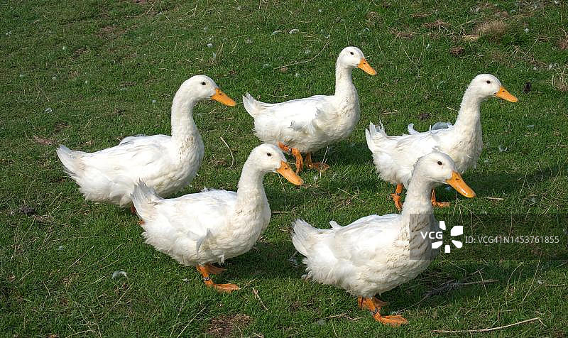 北京鸭（家鸭），德国石勒苏益格-荷尔斯泰因州，北海弗尔岛图片素材