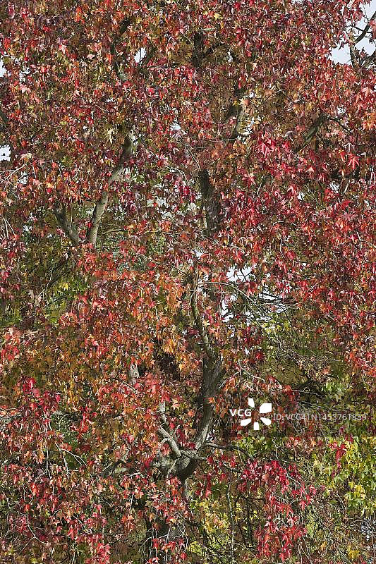 德国北莱茵-威斯特法伦州秋季枫香树叶图片素材