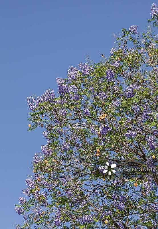 红木树，含羞草叶蓝花楹，纳米比亚图片素材