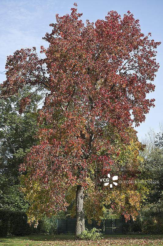 德国北莱茵-威斯特法伦州秋季枫香树叶图片素材