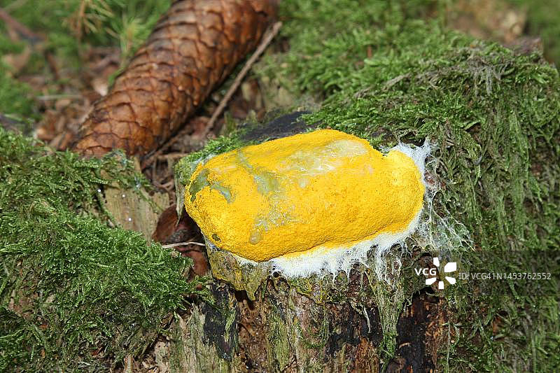 老树桩上的狗呕吐黏菌（Fuligo septica），德国巴伐利亚州阿尔高地区图片素材