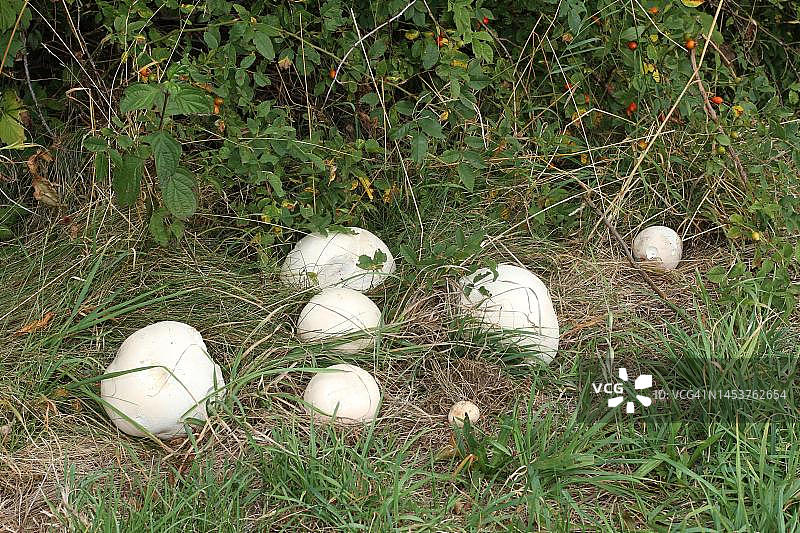 德国巴伐利亚阿尔高草甸上生长的巨大马勃菌标本图片素材