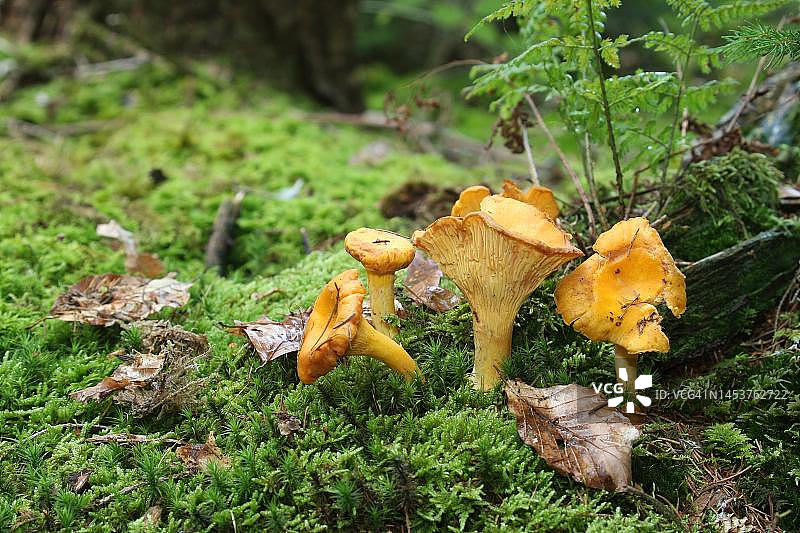 鸡油菌（Cantharellus cibarius），德国巴伐利亚州阿尔高图片素材