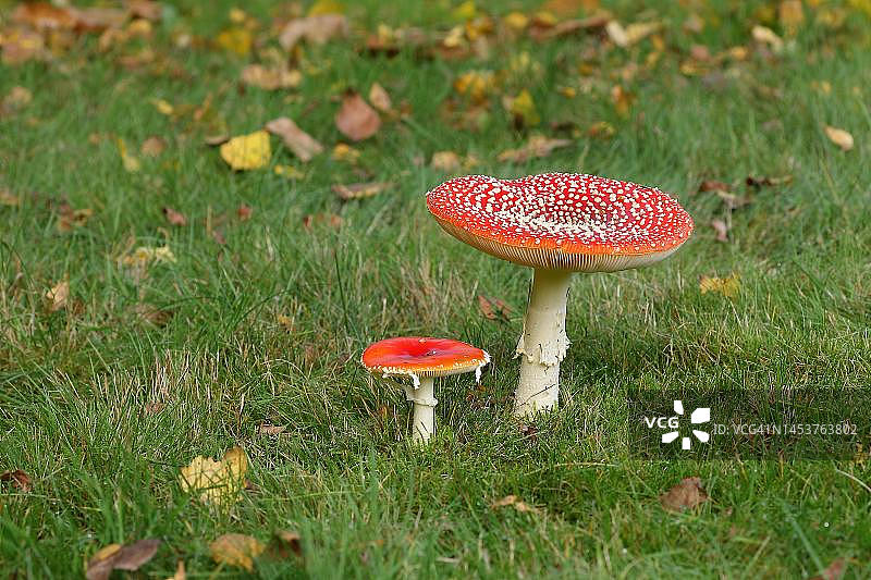 德国北莱茵-威斯特法伦州Wilden地区，白桦树下的毒蝇伞大小标本图片素材