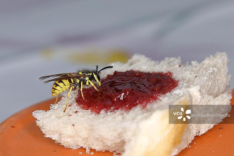 德国黄胡蜂正在食用带有樱桃酱的白面包，德国北莱茵-威斯特法伦图片素材