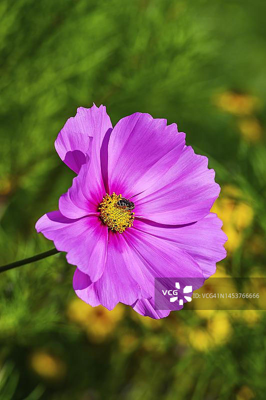 德国巴伐利亚阿尔高波斯菊花卉与蜜蜂图片素材