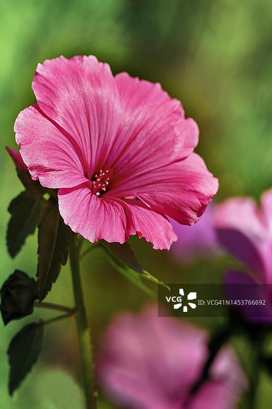 德国巴伐利亚阿尔高开花的锦葵图片素材