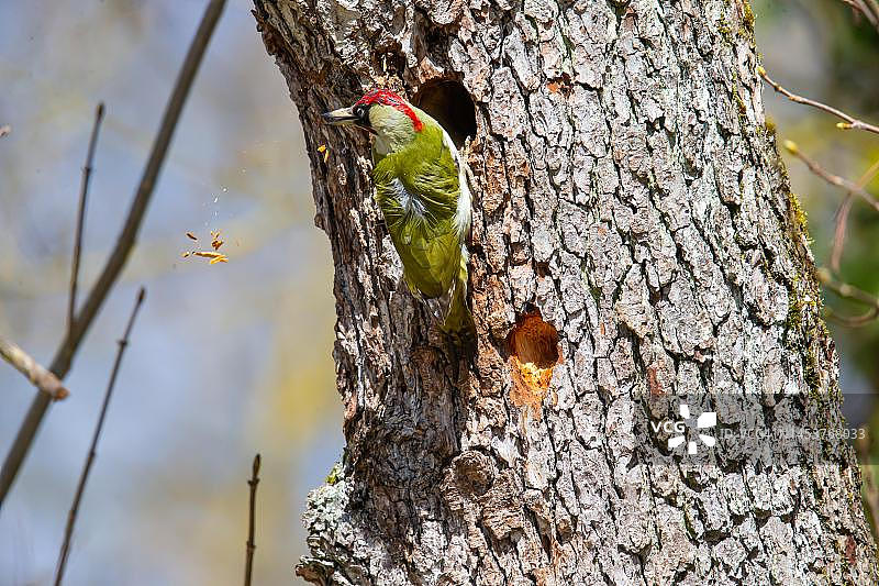 德国境内的欧洲绿啄木鸟（雄性）图片素材