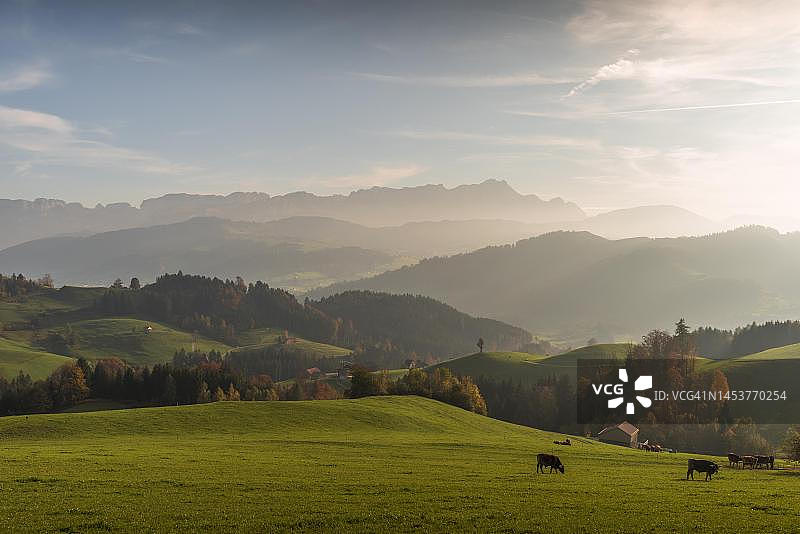 阿彭策尔的牛牧场，阿尔卑斯坦山脉和森蒂斯山的景色，秋季的氛围，瑞士阿彭策尔-内罗登州图片素材