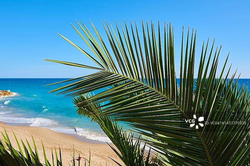 生长在西班牙加泰罗尼亚塔拉戈纳附近海滩上的加那利海枣图片素材