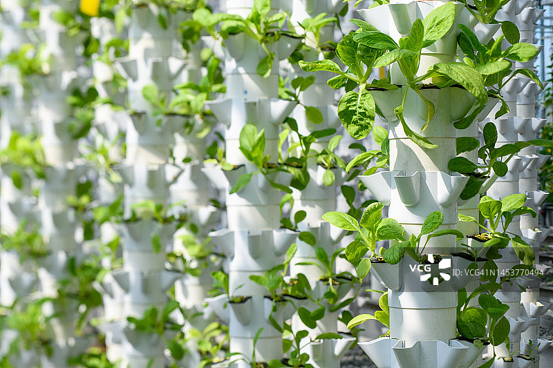 垂直蔬菜种植图片素材