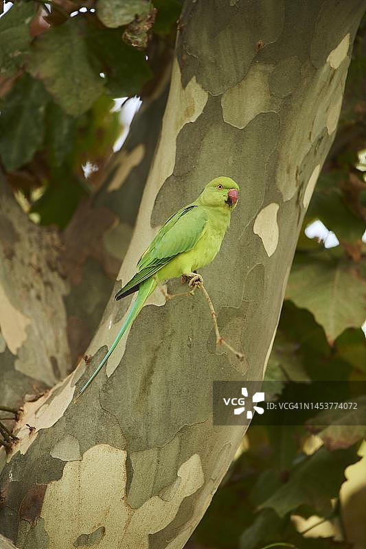 西班牙加泰罗尼亚树上的僧侣鹦鹉图片素材