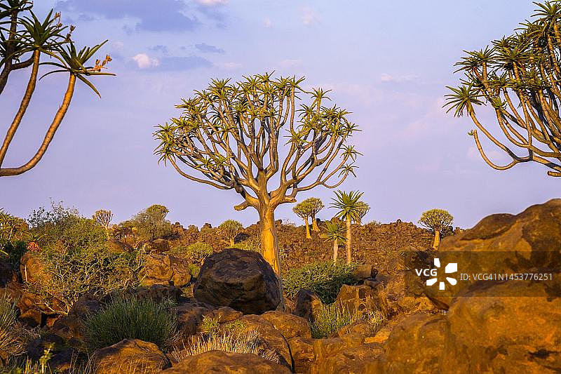 纳米比亚基特曼斯胡普的岩石沙漠景观，有箭袋树，蓝天和非洲日落色彩的云彩图片素材