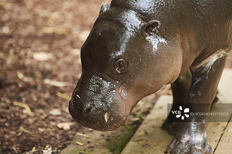 西班牙圈养小河马肖像图片素材