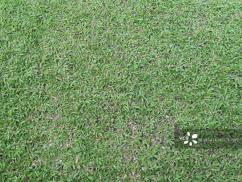 高尔夫球场自然公园的绿色草坪图片素材