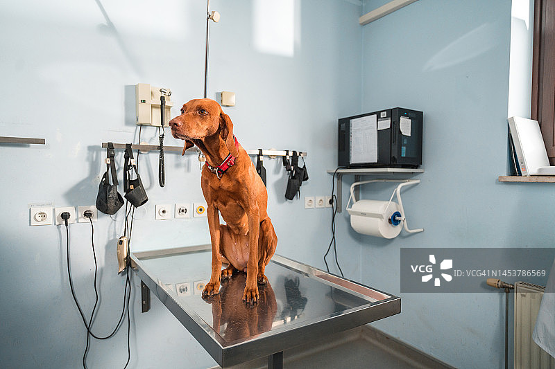 坐在兽医检查台上的年轻漂亮维兹拉犬图片素材