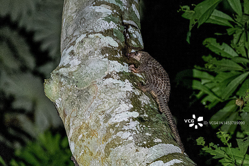白腹穿山甲图片素材